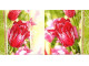 Serwetki Decoupage - Czerwone Tulipany